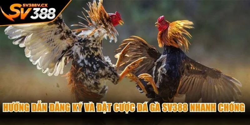 Hướng dẫn đăng ký và đặt cược đá gà SV388 nhanh chóng đơn giản nhất