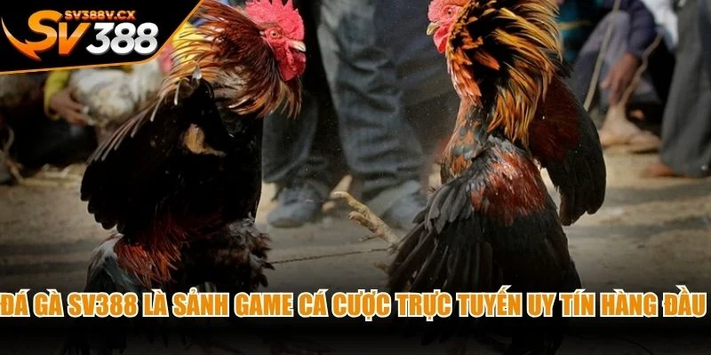 Đá gà SV388 là sảnh game cá cược trực tuyến uy tín hàng đầu 2026